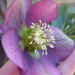 Photo of purple flower - Christmas or Lenten Rose (Helleborous Orientalis)